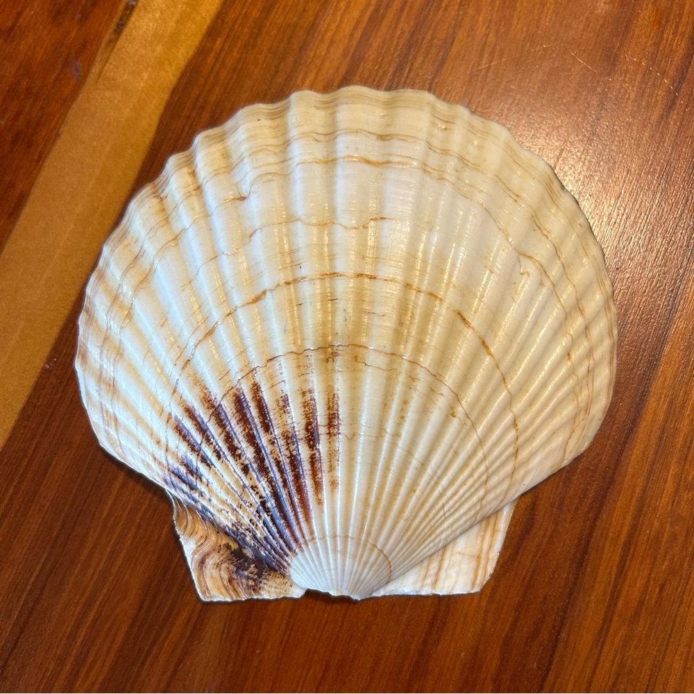 Seashell catchall dish - Picture 3 of 4